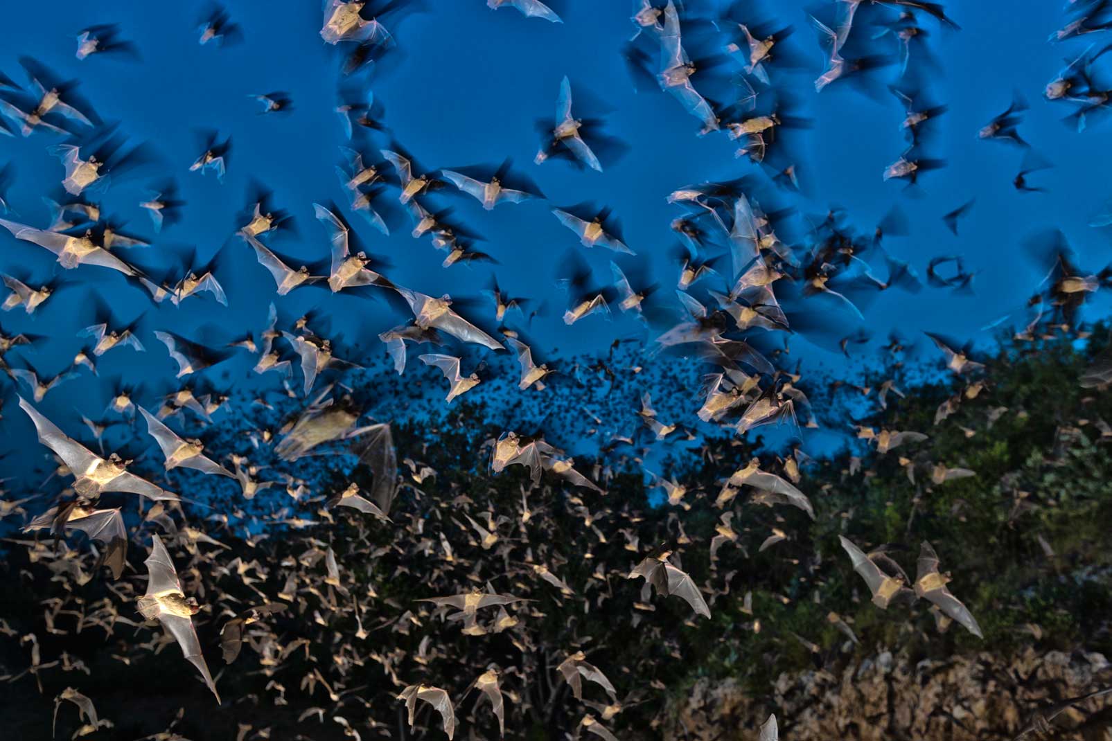 Millions of Mexican free-tailed bats flutter out of The Nature Conservancy’s Eckert James River Bat Cave Preserve, located about 100 miles northwest of San Antonio. The public battle for Bracken Cave elevated the understanding of bats, and their maternity caves, across central Texas.