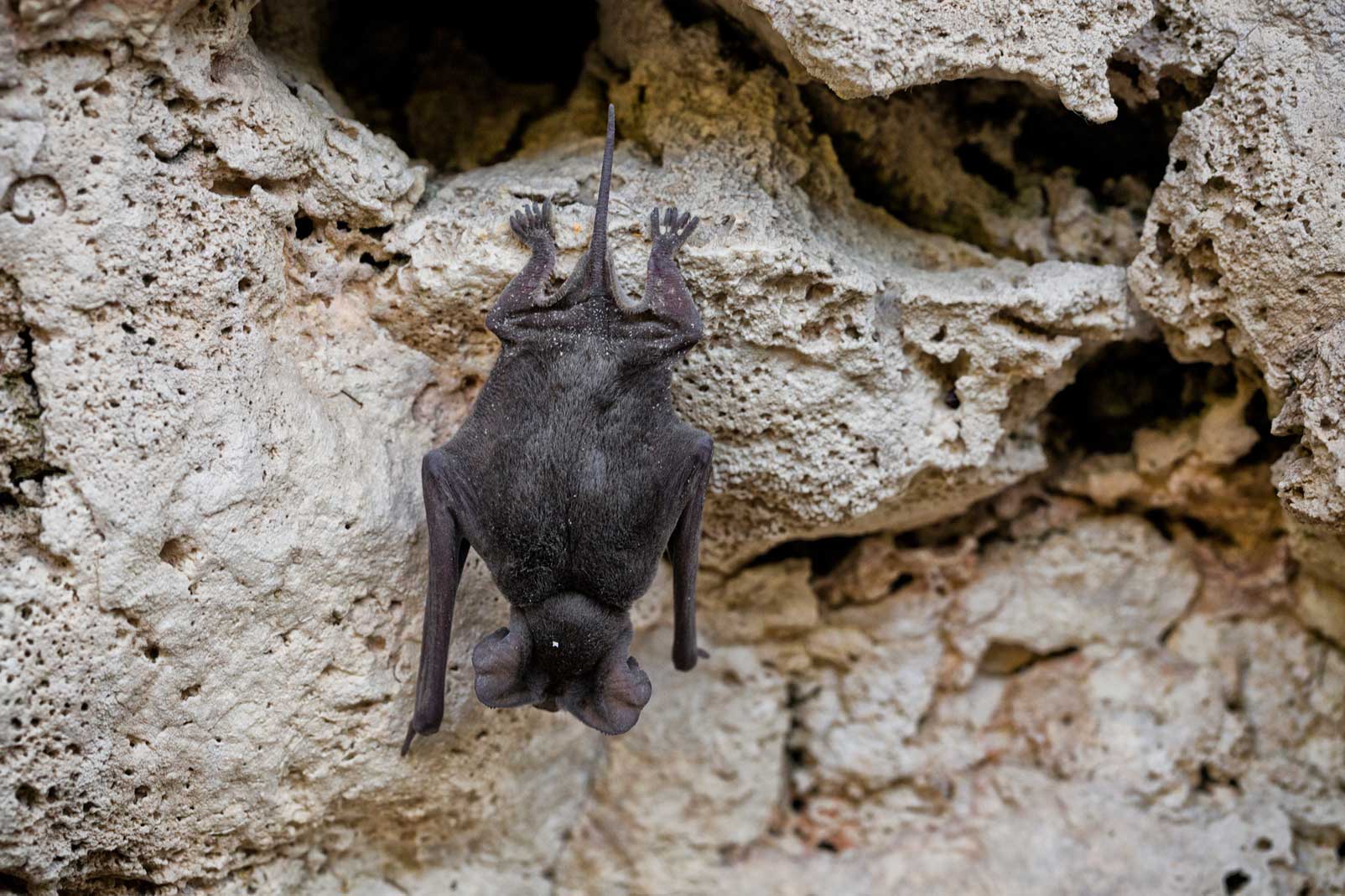 Aigner says bats get a “bad rap” that they don’t deserve. “I’d never been this close to them and had that close up view of them,” she says. “They’re really cute...they’re really one of nature’s miracles.” Photo © Karine Aigner