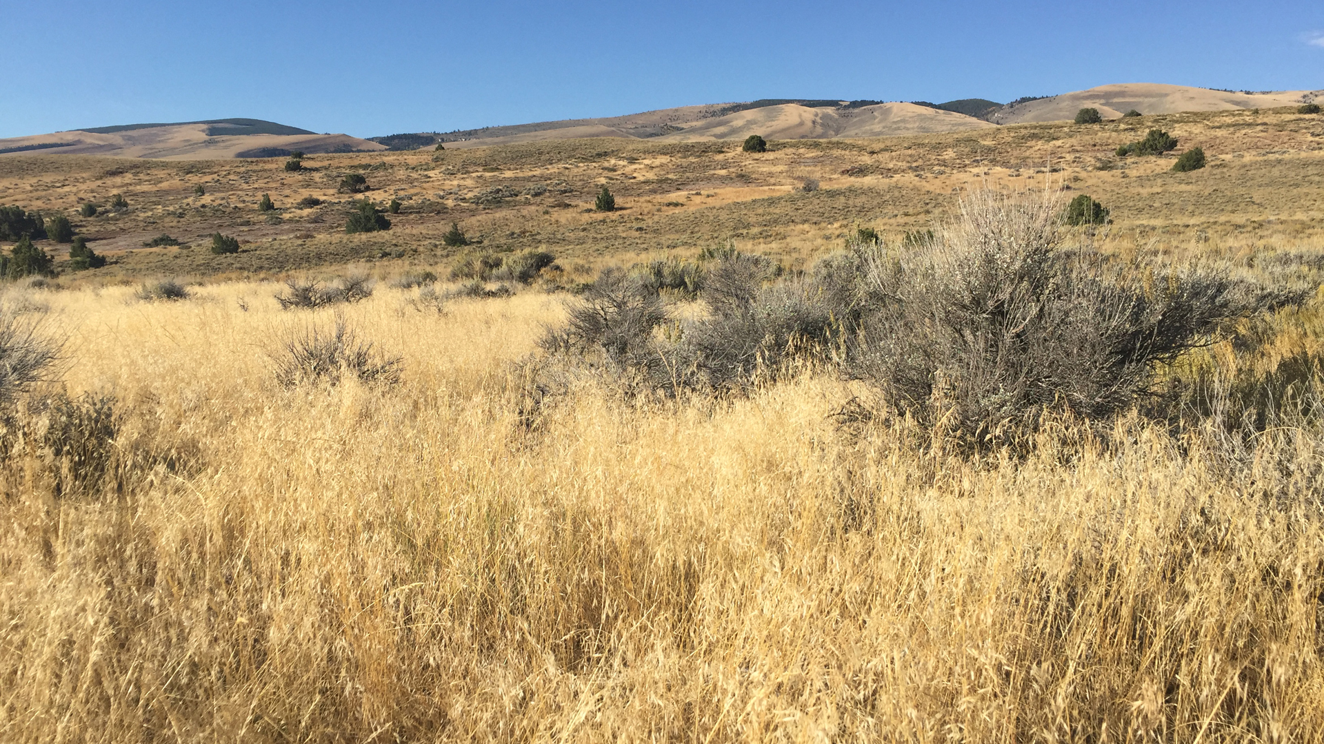 Cheatgrass in the foreground invading sagebrush habitat in Wyoming. Cheatgrass is harming sage-grouse by making its habitat much more flammable. Photo © Holly Copeland.