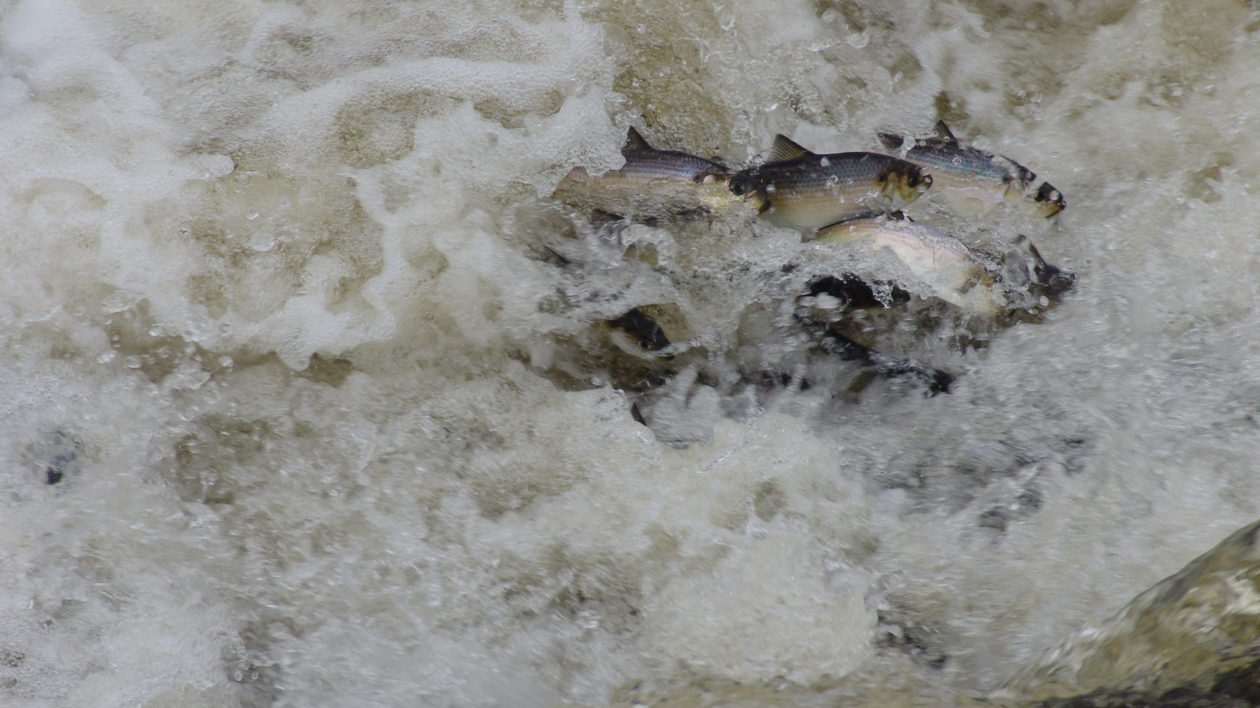 Alewives leaping. Photo © Maine Department of Marine Resources.