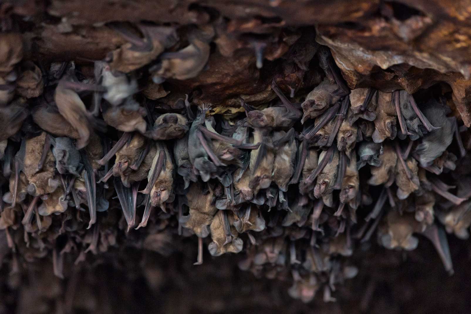 Once pups are born, the cave’s population balloons to upwards of 20 million bats. The babies cling to the rock—up to 500 pups per square foot.
