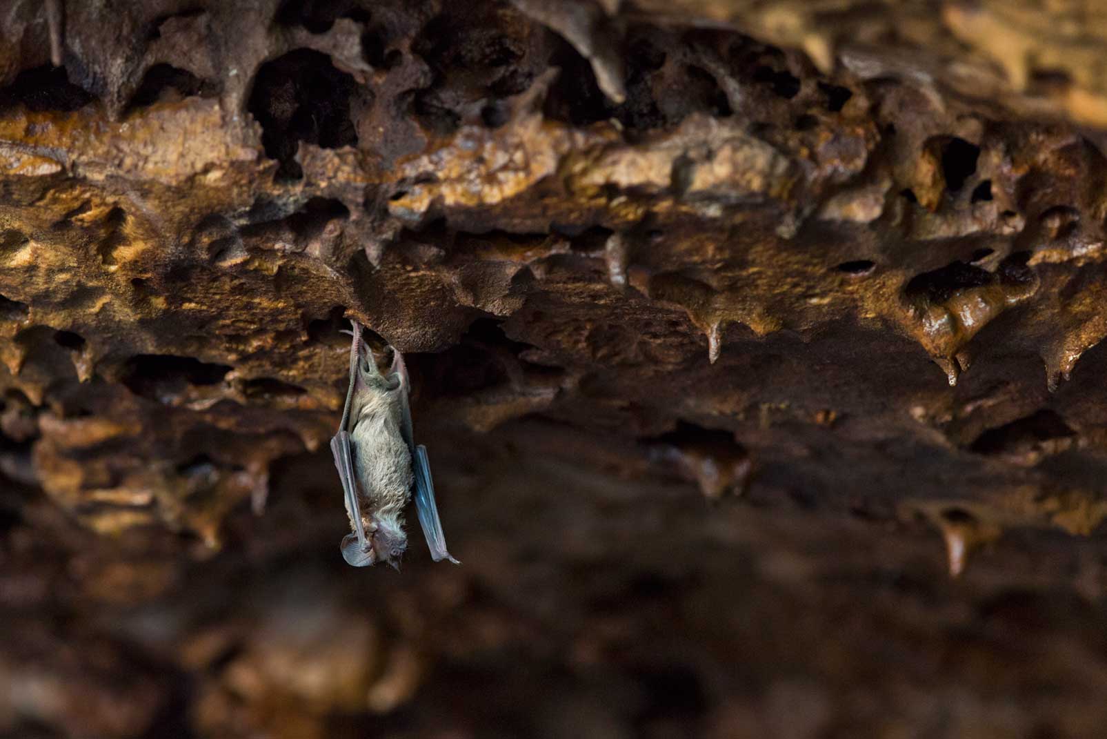 Bats arrive at Bracken Cave in March from Mexico, where they spend the winter. Before they arrive, they mate and the males form their own bachelor colonies. The pregnant females move between about a dozen caves within a 100-mile radius of San Antonio, with the largest colony inhabiting Bracken Cave.