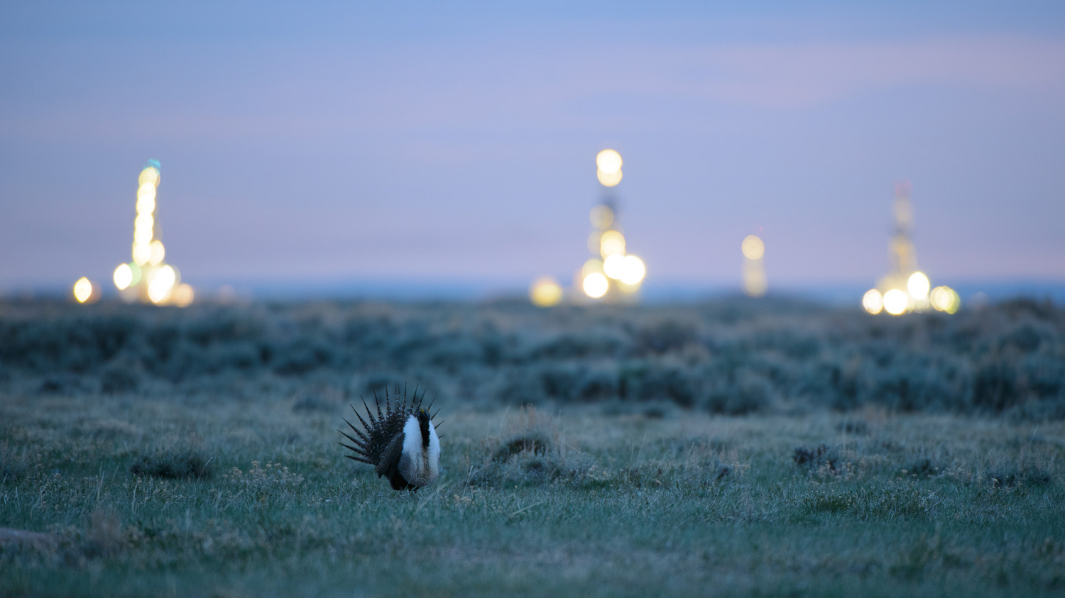 Under the U.S. Department of Interior plans released in September, about 90 percent of federal areas with high-to-medium oil and gas potential are free from restrictions that protect greater sage-grouse. Photo © Gerrit Vyn/Cornell Lab of Ornithology.