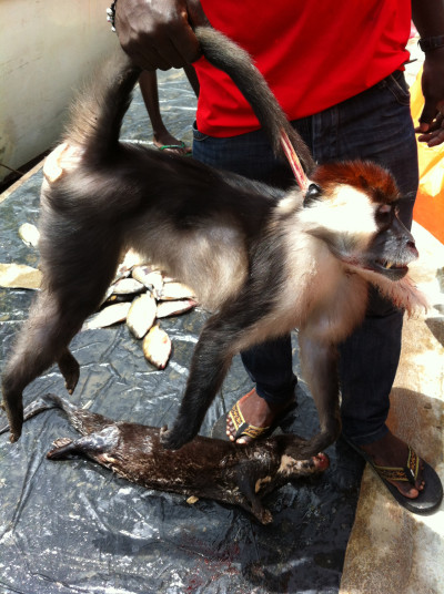 Collared mangabey for sale as bushmeat. 