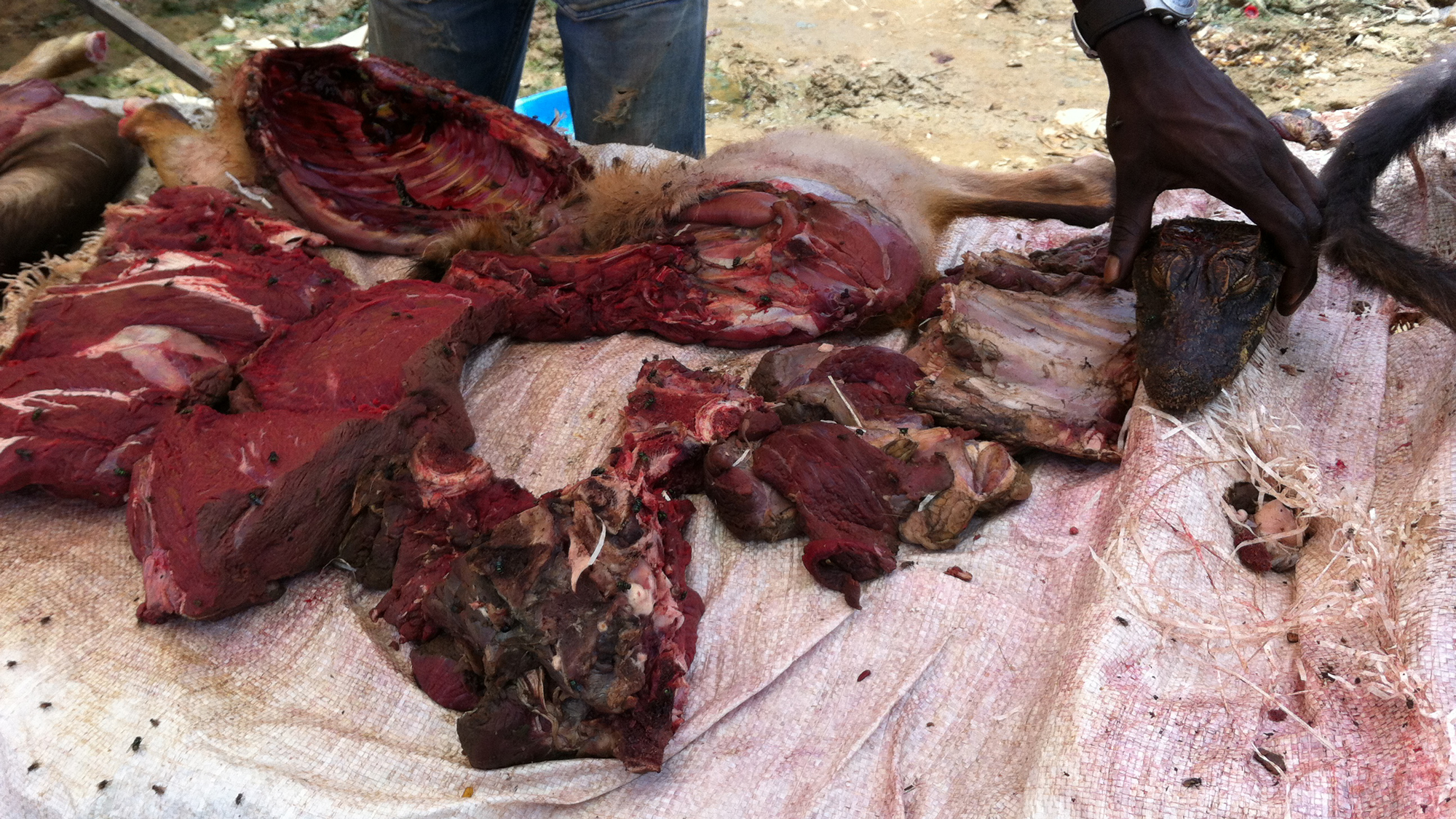 Bushmeat for sale at a roadside table. 