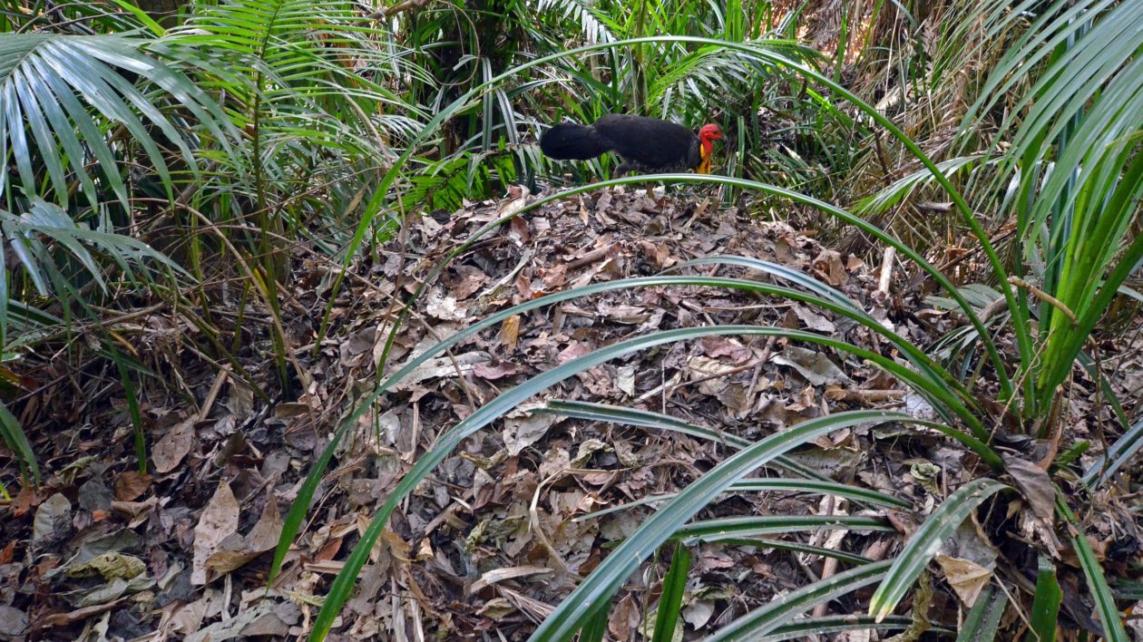 An Australian Brushturkey on its nest in Queensland. Photo © J C Merriman / Flickr