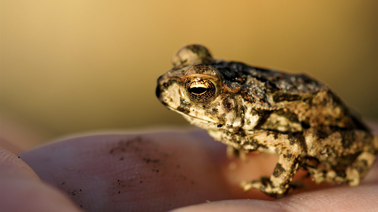 A young cane toad. Photo © MrClean1982 / Flickr