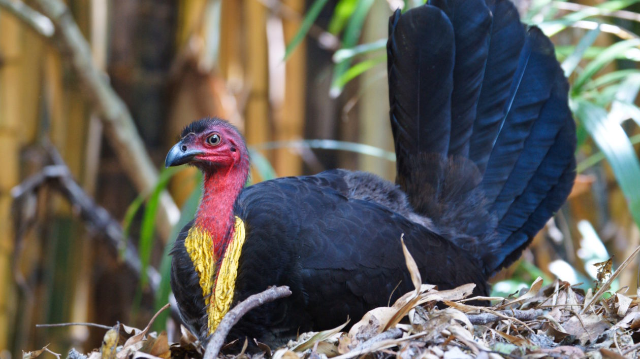 Australian Brush-turkey on it's nest. Photo © Roger Smith / Flickr