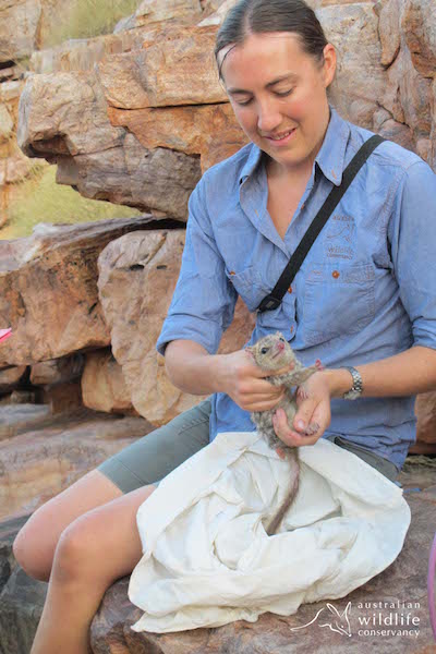 AWC Ecologist Katherine Tuft releases a Northern Quoll. Photo © Australian Wildlife Conservancy