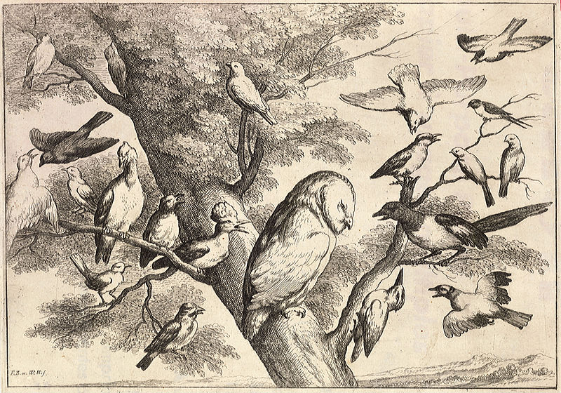 Birds mobbing an owl. Image by Wenceslaus Hollar from 1600s