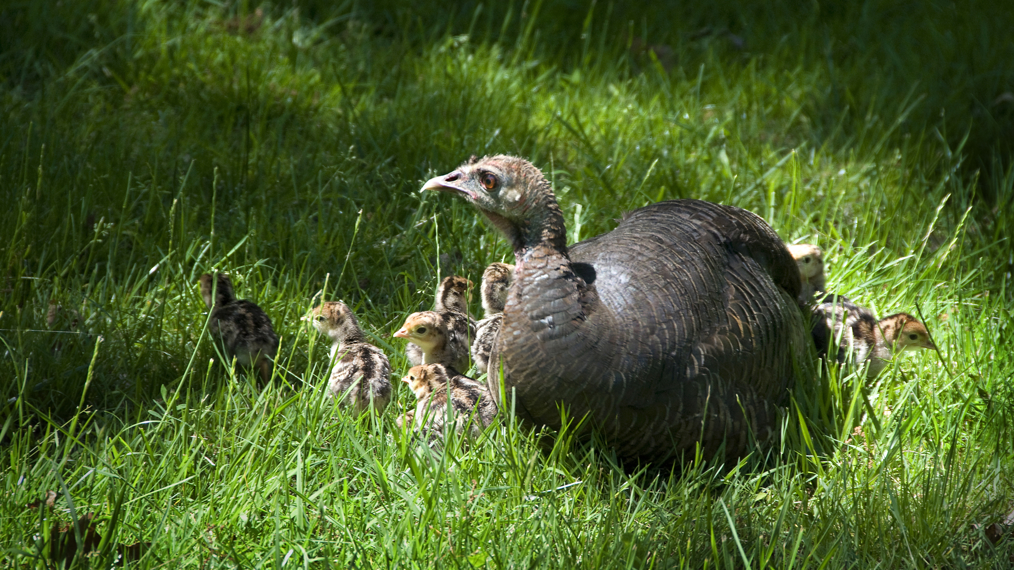A wild turkey with her young poults. Photo © Brookhaven National Laboratory/ Flickr through a Creative Commons license