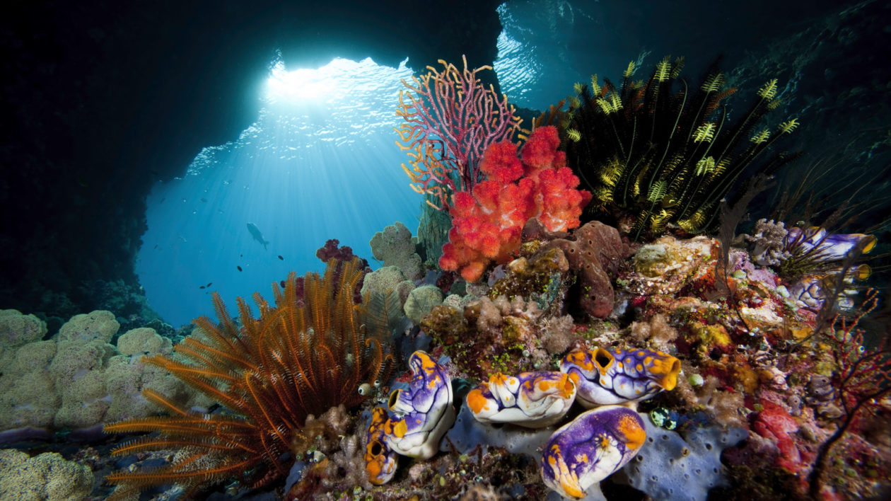 Corals in West Papua Province, Indonesia. Photo © Jeff Yonover