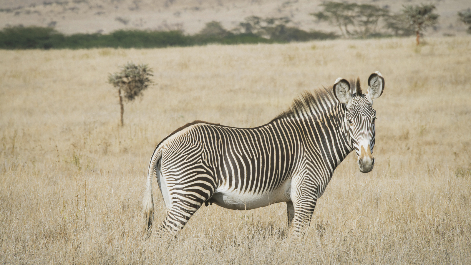 Endangered Grévy's zebra (Equus grevyi) at the Lewa Wildlife Conservancy in Northern Kenya. Lewa serves as a refuge for endangered species and a catalyst for conservation through its development programs for adjoining communities. Photo © Ami Vitale for The Nature Conservancy
