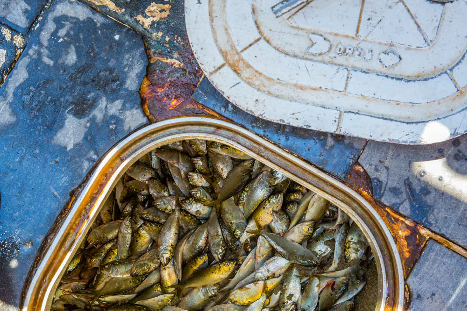Lund's Fisheries in New Jersey, one of the largest seafood processors in the mid-Atlantic, offloads a fish called menhaden, which is used as crab and lobster bait. Lund’s sells it to fisheries from Maine to the Gulf of Mexico. Photo © Jason Houston