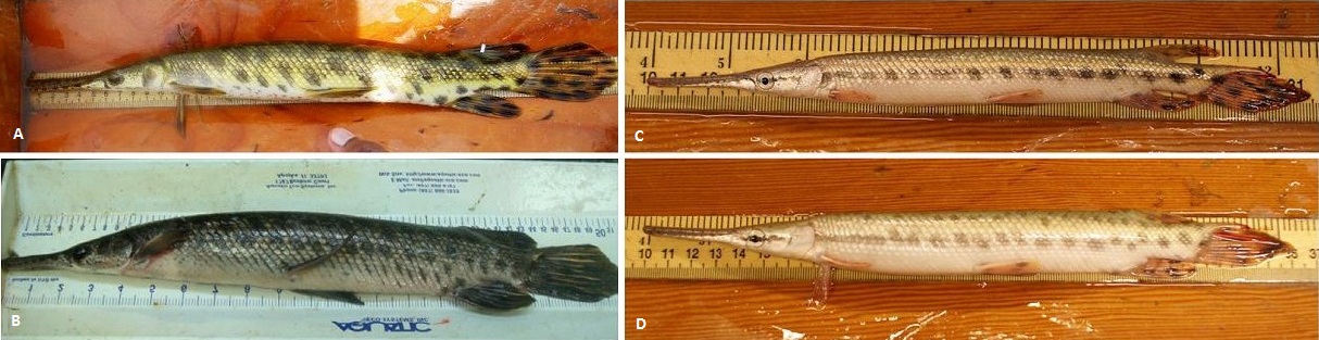 Comparison of peripheral vs. core population Spotted Gars. Adult from Great Lakes basin (A), adult from Mississippi River basin (B); juvenile Great Lakes Basin (C), juvenile Mississippi River Basin (D). Our research suggests morphological differences may also exist between core and peripheral populations. Photo Credit © Solomon David