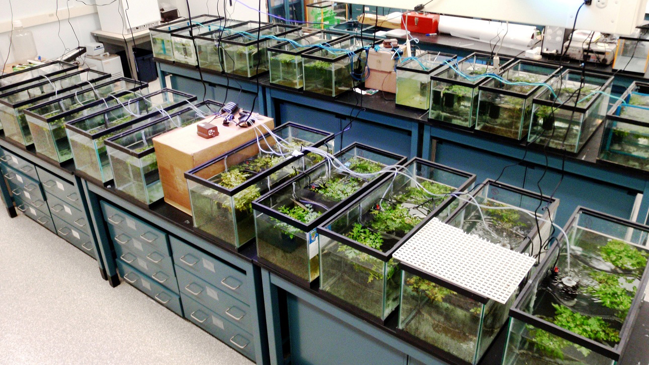 Common garden experiment used to investigate differences in growth rate between peripheral and core population Spotted Gars. Experiment housed at NOAA Great Lakes Environmental Research Laboratory, Ann Arbor, MI. Photo © Solomon David