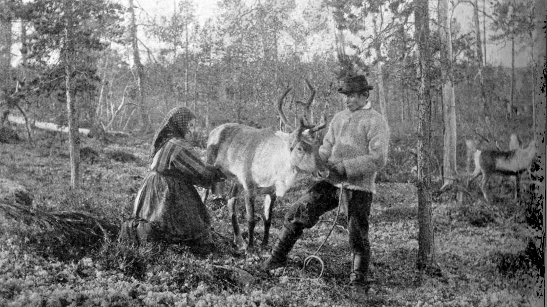 "Reindeer milking". Licensed under Public Domain via Wikimedia Commons