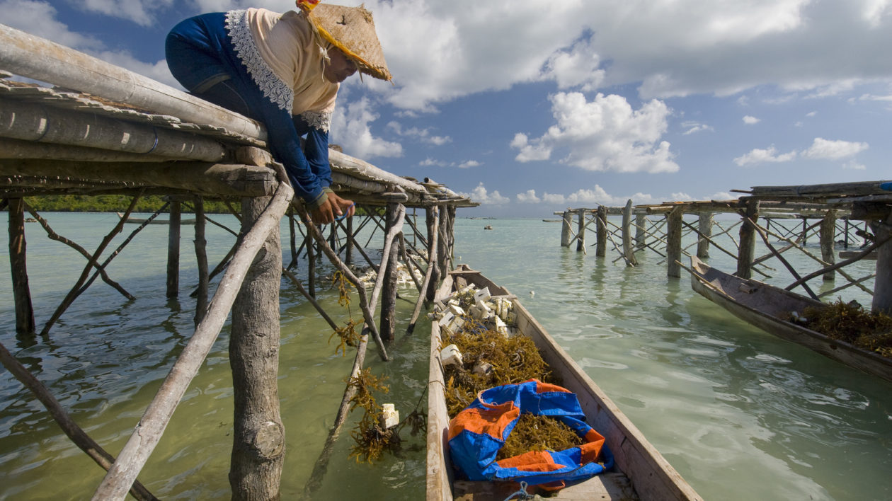 Wa Nuri harvesting and preparing seaweed at the docks of Liya village, Indonesia. Photo: © Bridget Besaw