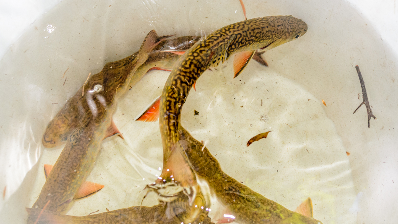 Red Brook trout. Photo courtesy of Sea Run Brook Trout Coalition