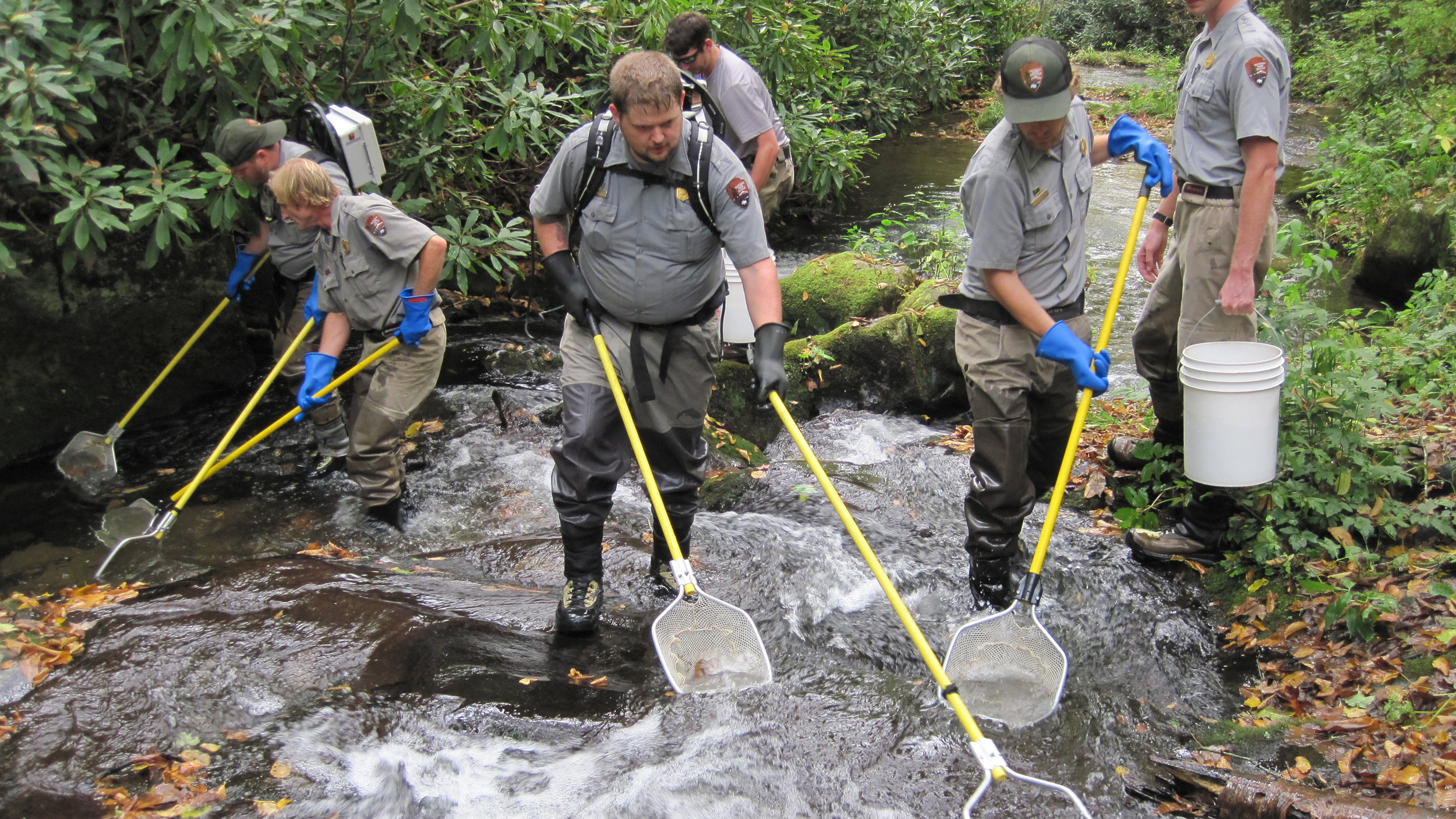 Fishery crew surveying a brook trout stream in GRSM via electrofishing. (In some cases, we have used electrofishing only as a means of brook trout restorations to remove non-native fish such as rainbow and brown trout. However, the stream has to be fairly small for electrofishing to prove a viable method. Photo courtesy of Great Smoky Mountain National Park