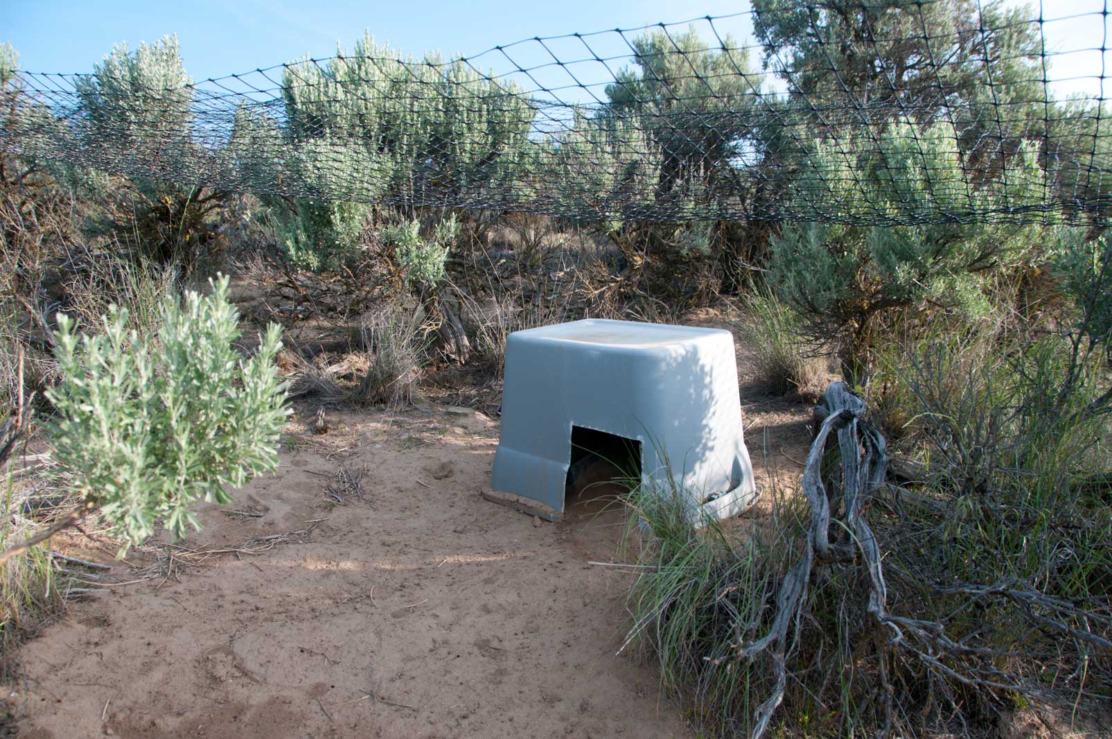 Coyote-proof enclosures create conditions for semi-wild breeding, a crucial part of the pygmy rabbit recovery effort. Photo © Hannah Letinich
