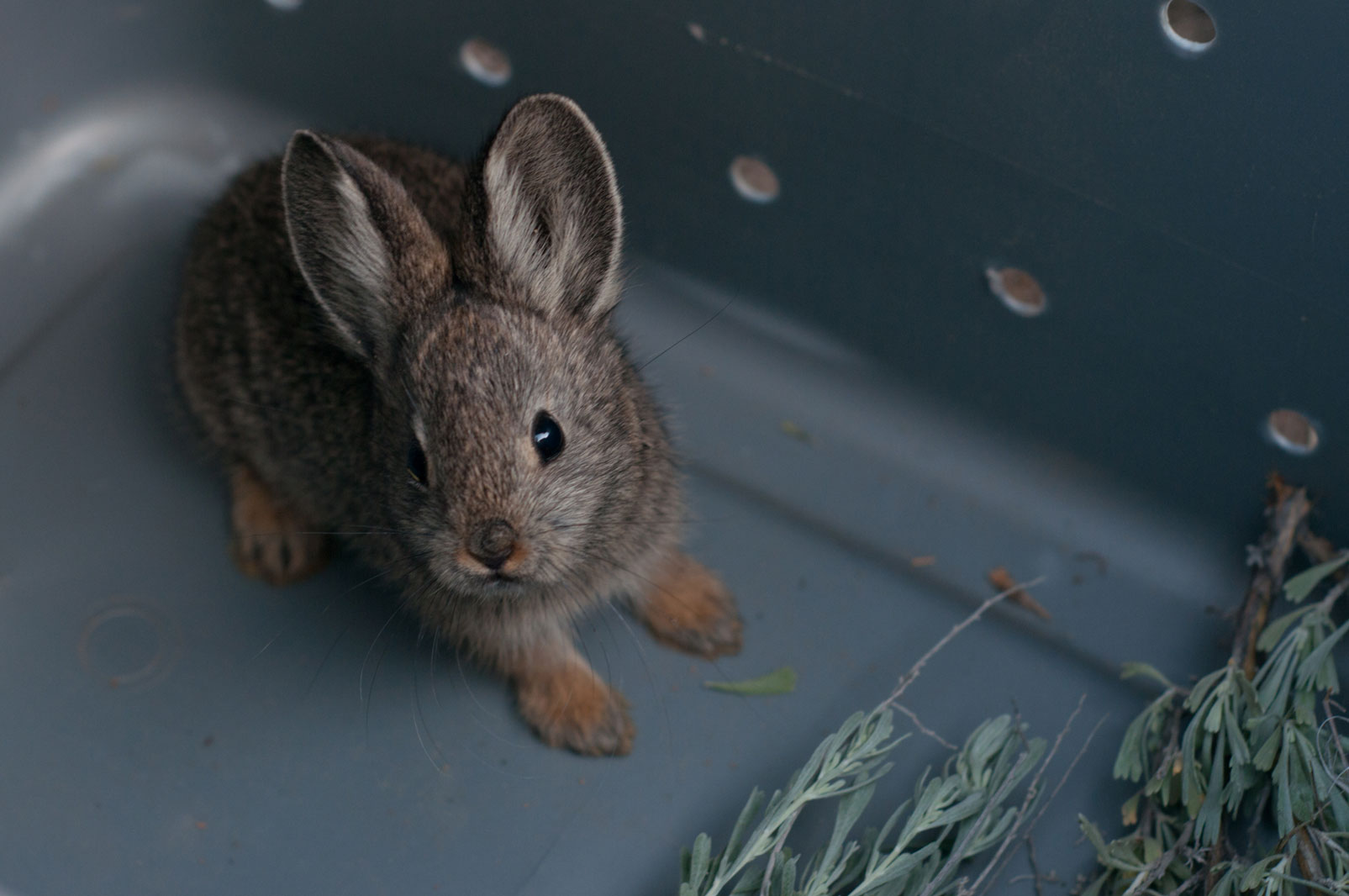 Due to habitat fragmentation, fewer than 30 Columbia Basin pygmy rabbits remained in the wild in 2003, according to a survey. Photo © Hannah Letinich