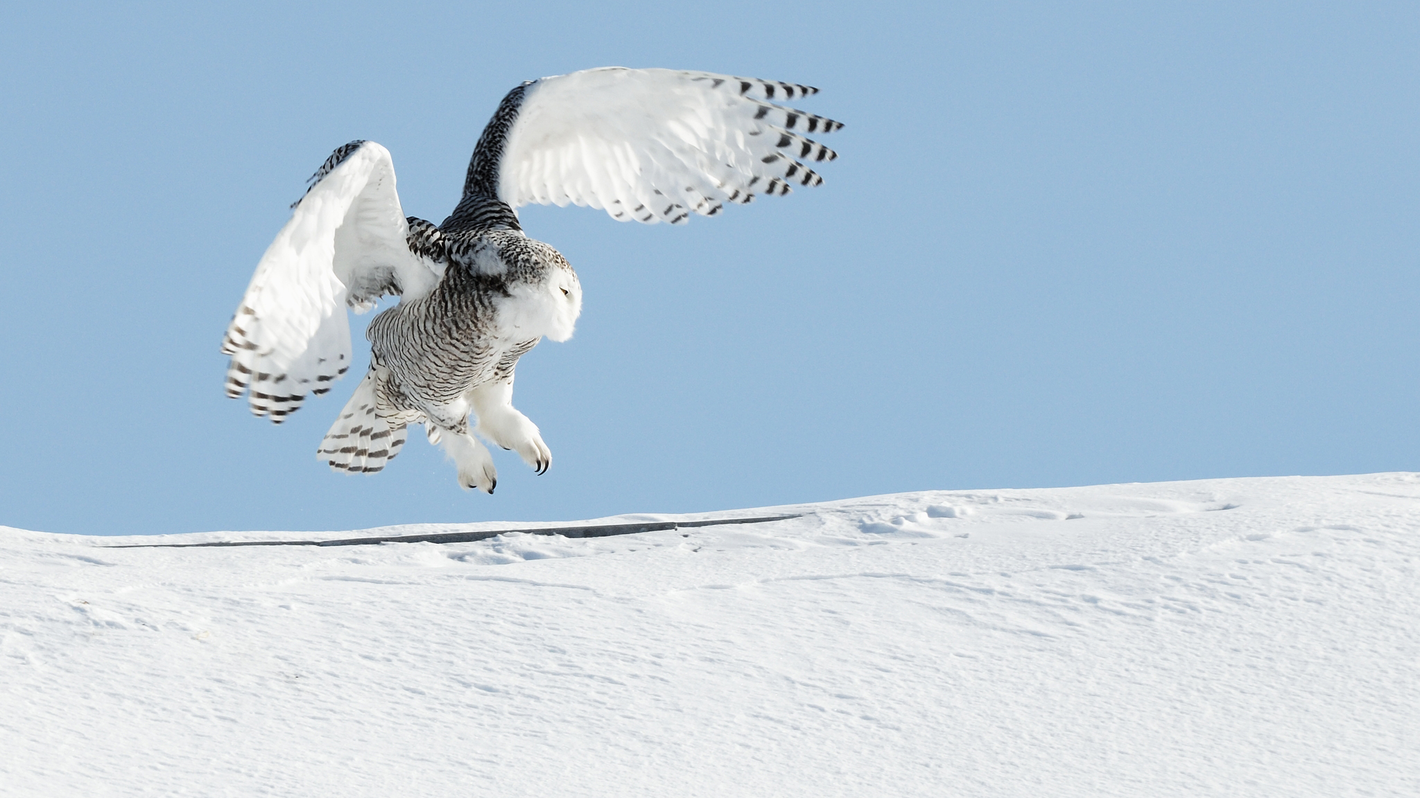 Snowy Owl (Bubo scandiacus) landing. By Bert de Tilly (Own work) [CC BY-SA 4.0 (http://creativecommons.org/licenses/by-sa/4.0)], via Wikimedia Commons