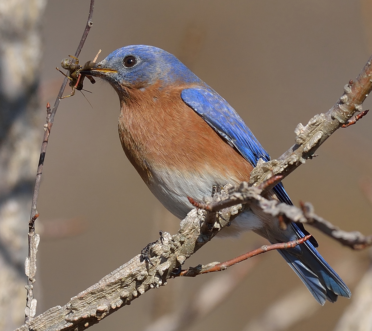 Bluebird. Photo © Mike Kilpatrick