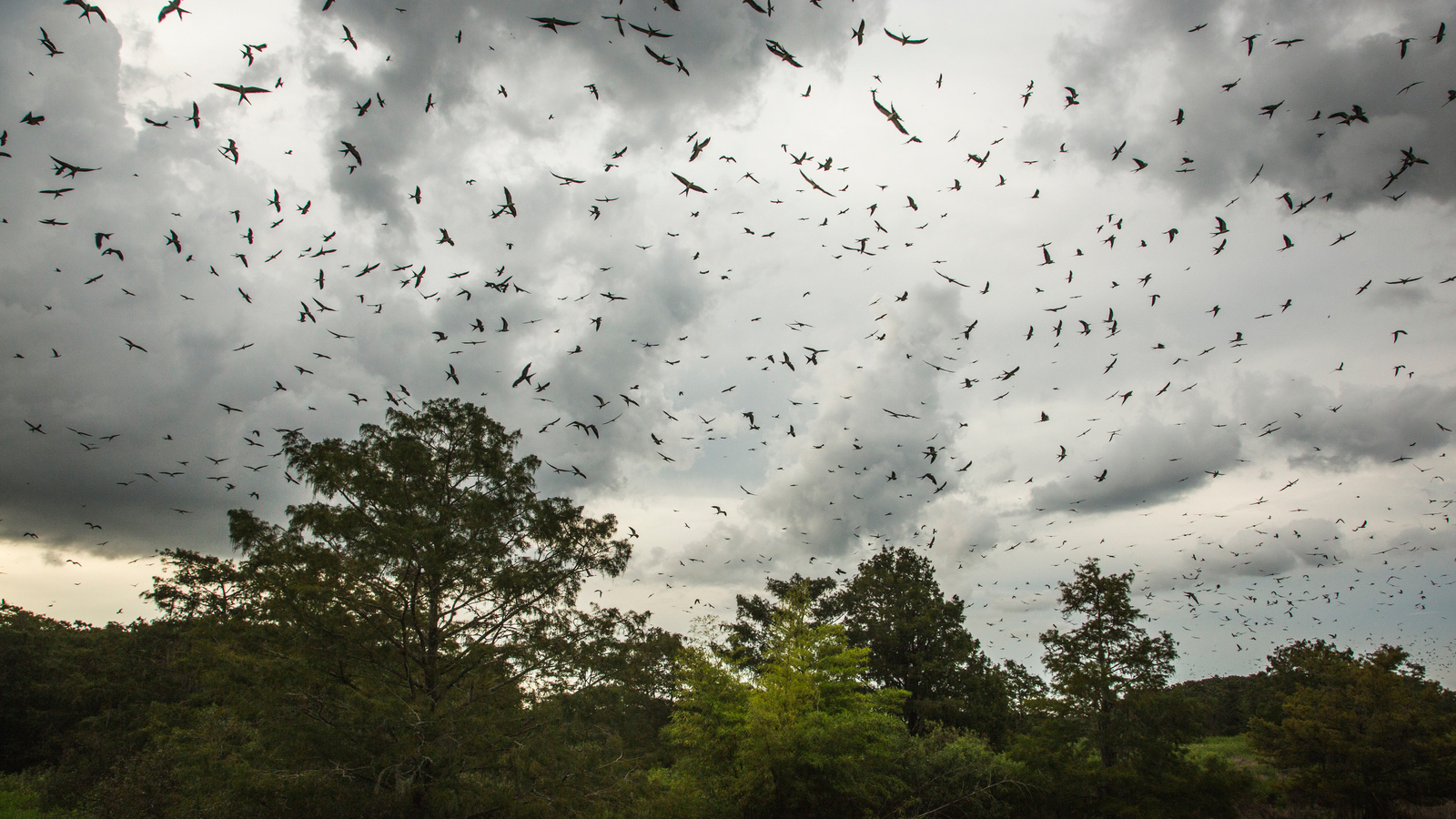 Swallow-tailed kites gather near Palmdale, FL, before migrating to Central and South America. Photo © Mac Stone 