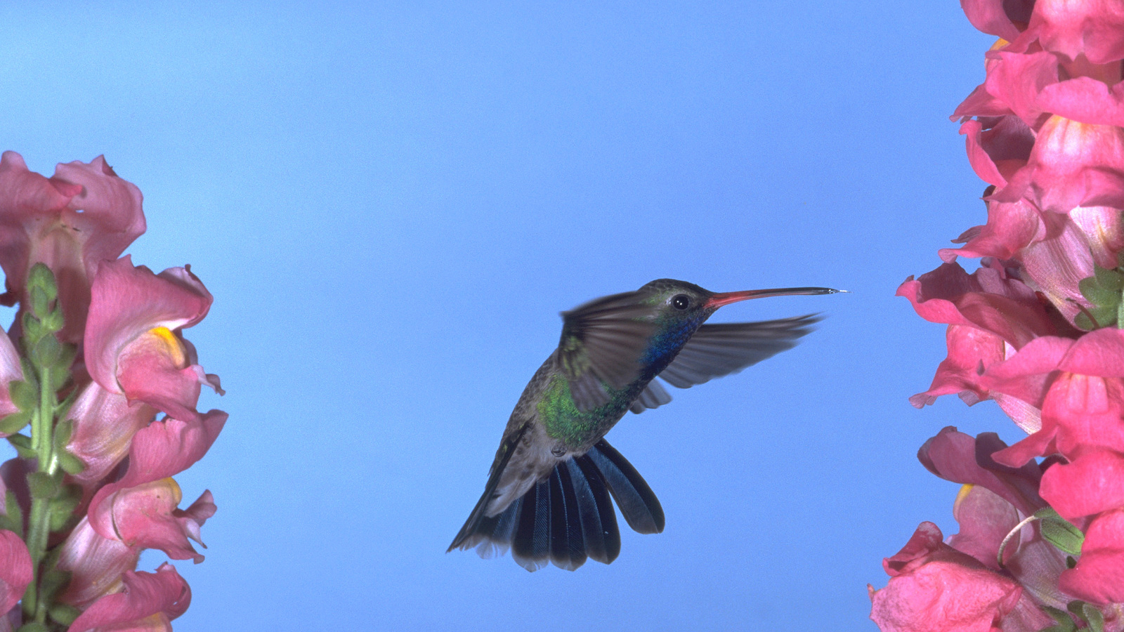 A broad-billed hummingbird—one of the species found in Patagonia-Sonoita Creek, in Madera Canyon, Arizona. Photo © Dick Dickenson