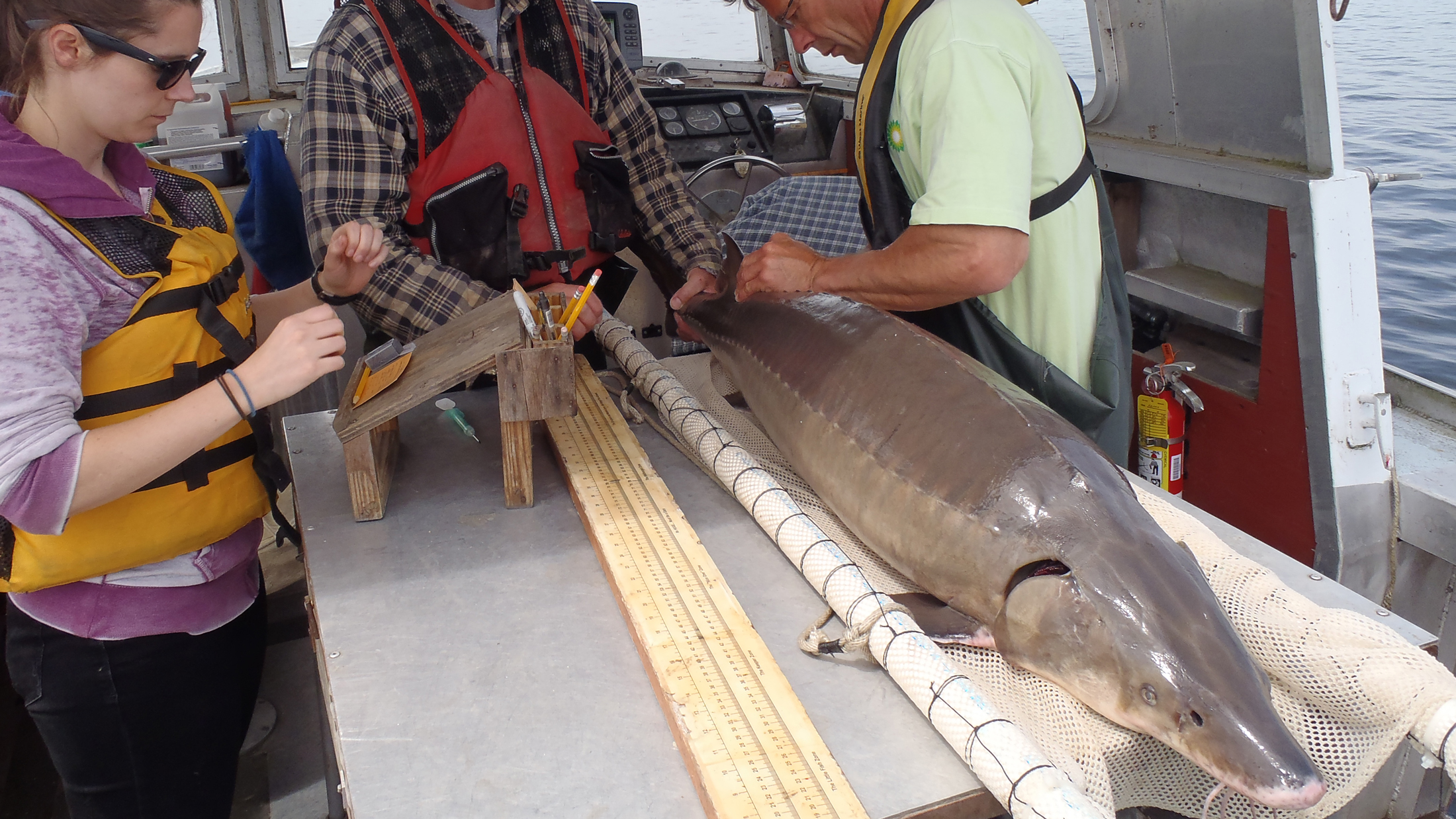 May 19, 2015. Cornell University fish biologists Tom Brooking (middle) and Tony VanDeValk (right) measure and tag a lake sturgeon in Oneida Lake, NY before being released. Data was recorded by Cornell University graduate student, Annie Scofield (left). Photo courtesy of Cornell University Biological Field Station