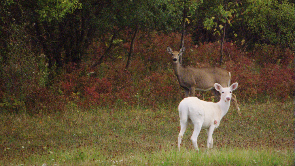 White deer and "normal" colored white-tail deer at the Seneca Army Depot in New York. Photo © Devin Kennedy / Flickr through a Creative Commons license