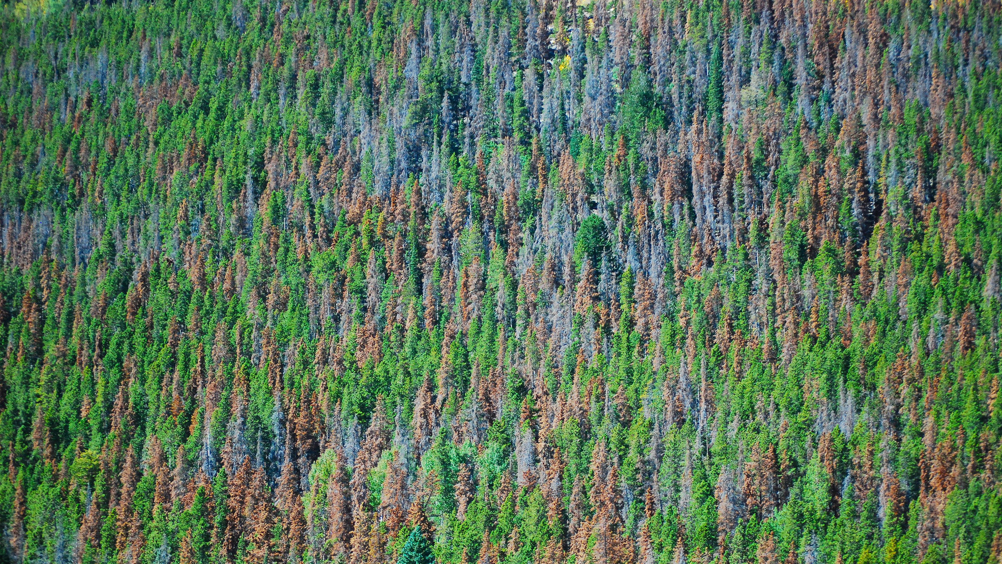 Aerial view of damage from the mountain pine beetle in a whitebark pine forest. Photo © U.S. Geological Survey/Flickr