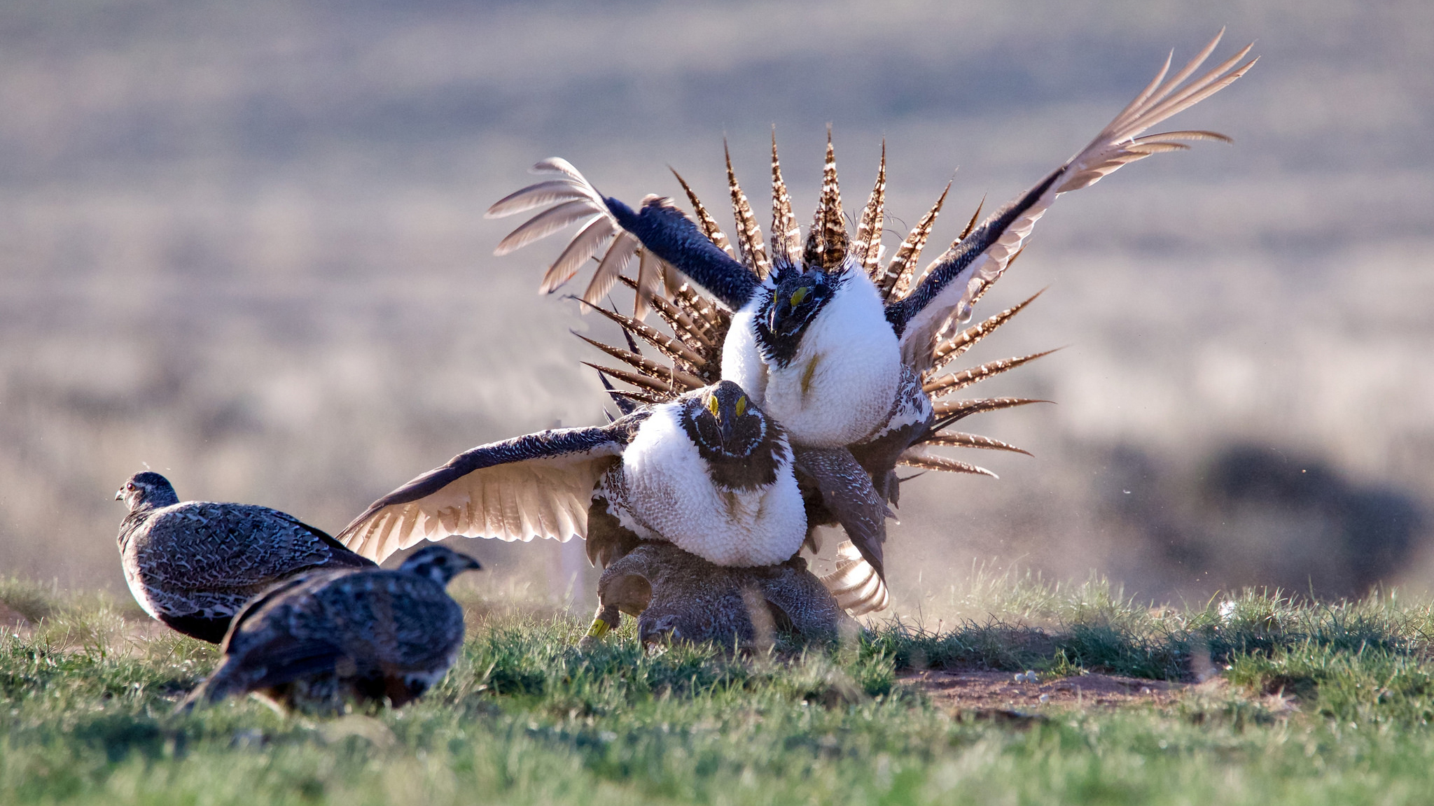 Sage grouse brawl on the lek. Photo © Alan Krakauer / Flickr through a Creative Commons license