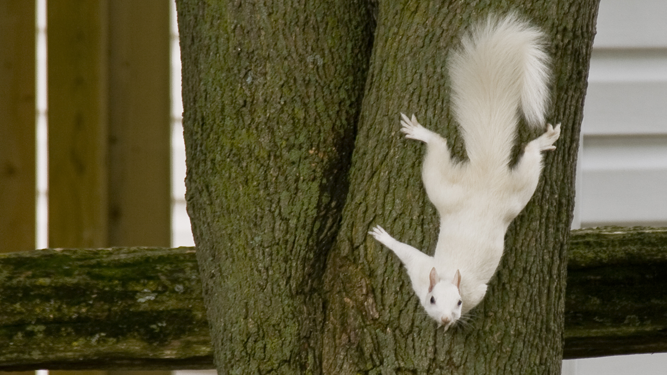 Leucistic squirrel. Photo © Conrad Kuiper / Flickr through a Creative Commons license