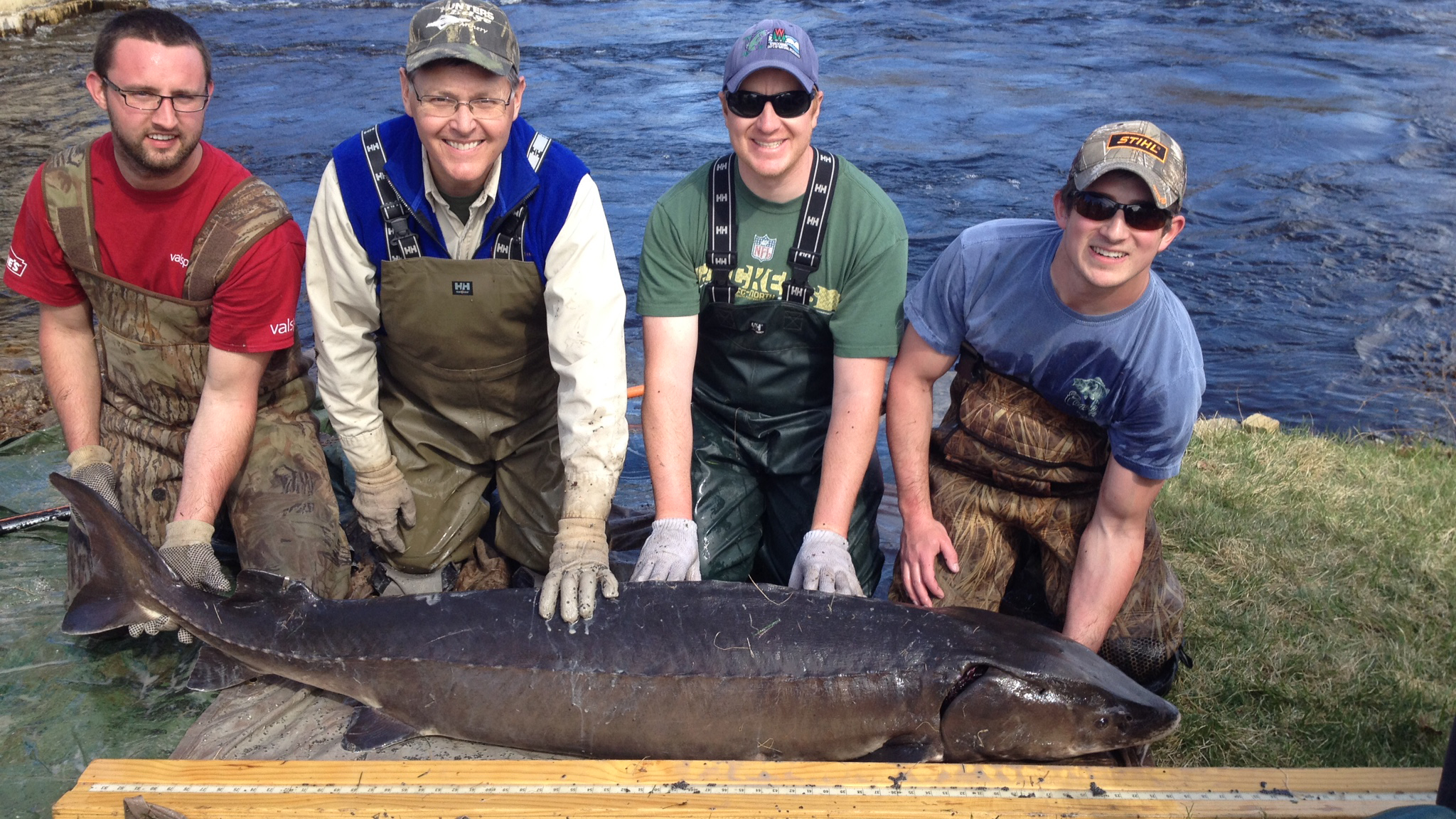 Left and right are two student volunteers from UW Stevens Point. Middle left is Ron Bruch (retired Sturgeon Biologist from Winnebago System), Middle Right is Ryan Koenigs (current Sturgeon Biologist). This is a 77" female lake sturgeon captured below the Shawano Dam on 4-18-2015. Photo courtesy of Wisconsin DNR 