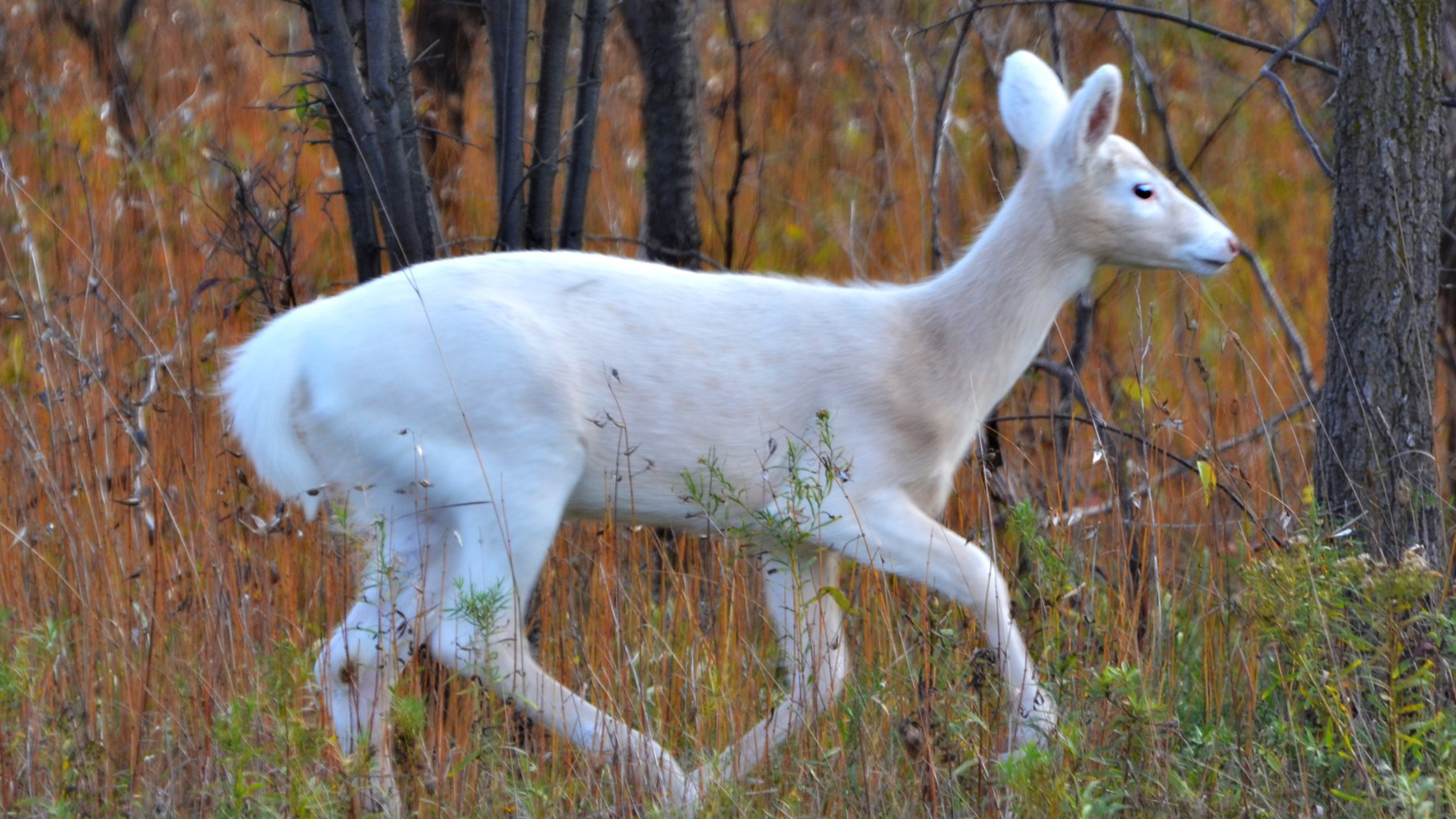 A piebald deer at the Seneca Army Depot in New York. Photo © blmiers2 / Flickr through a Creative Commons license