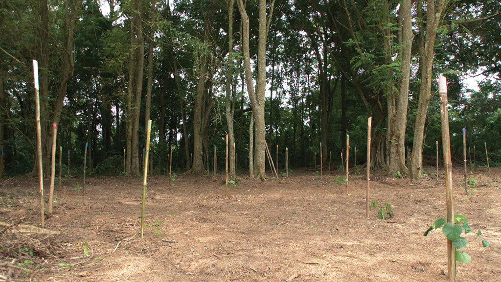 Leventis Project aims to rehabilitate and protect the existing 350ha of secondary forest and to plant an additional 300ha with indegenous tree species at IITA-Ibadan. Photo © International Institute of Tropical Agriculture / Flickr through a Creative Commons license
