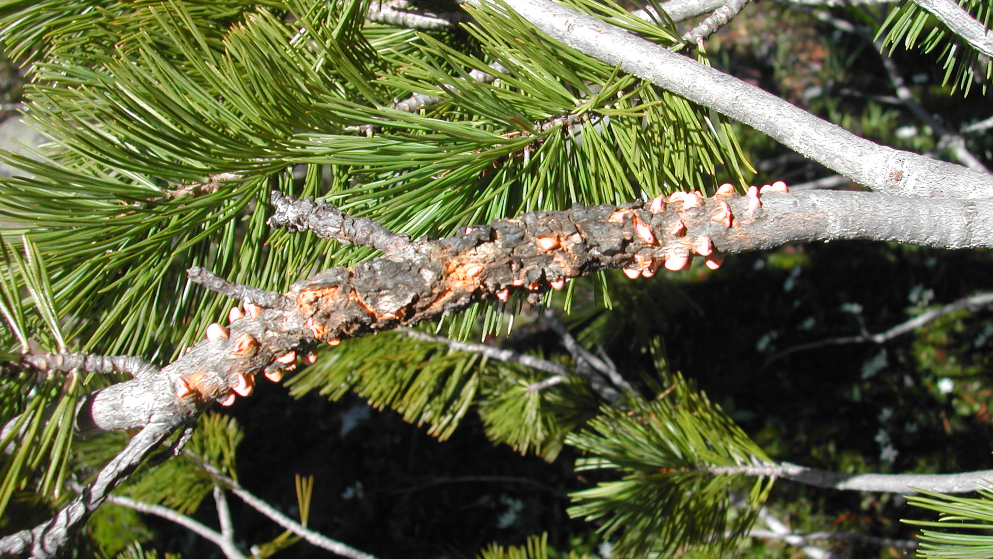 Blister rust on a whitebark pine. Photo © US Forest Service