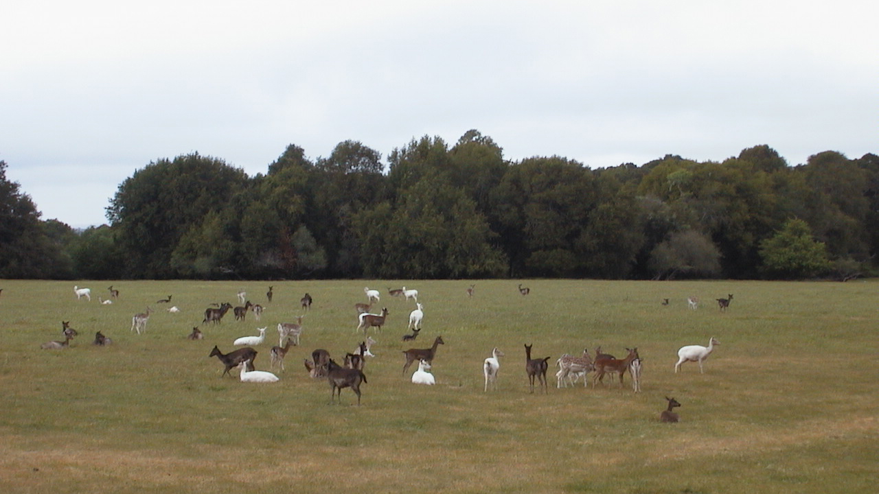 Fallow deer. Courtesy of National Park Service