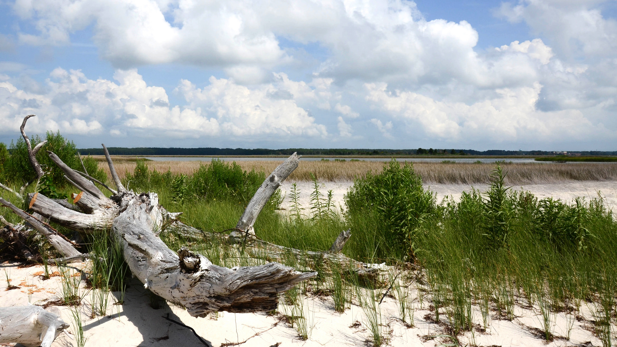 Janes Island lies in the Chesapeake Bay near Maryland's Eastern Shore, and is Maryland state park featuring a salt marsh, water trails for canoeing, and isolated pristine beaches. Photo by Tim Brown / Flickr through a Creative Commons license