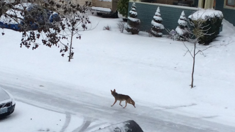 Coyote in the neighborhood. Photo © Bruce Wyman Play