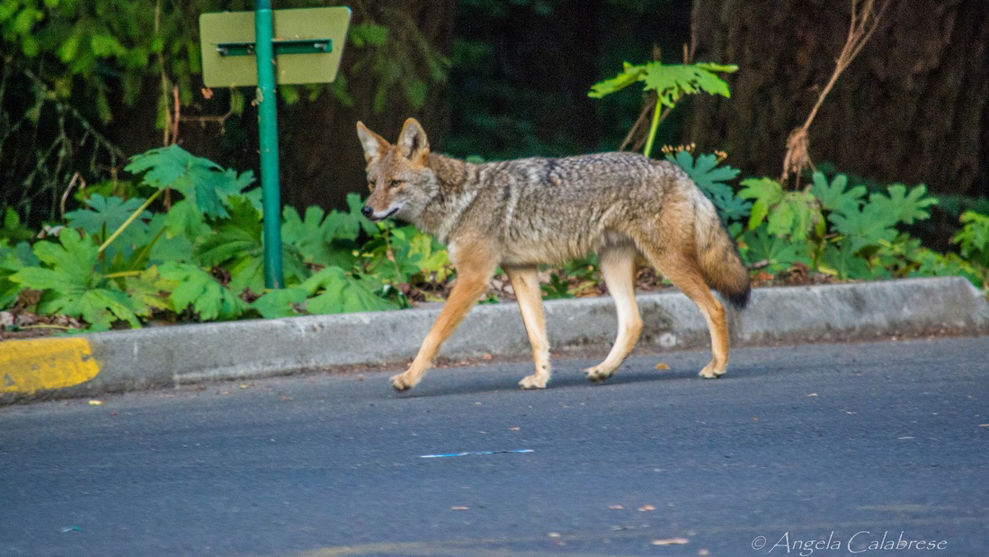 Coyote. Photo © Angela Calabrese 