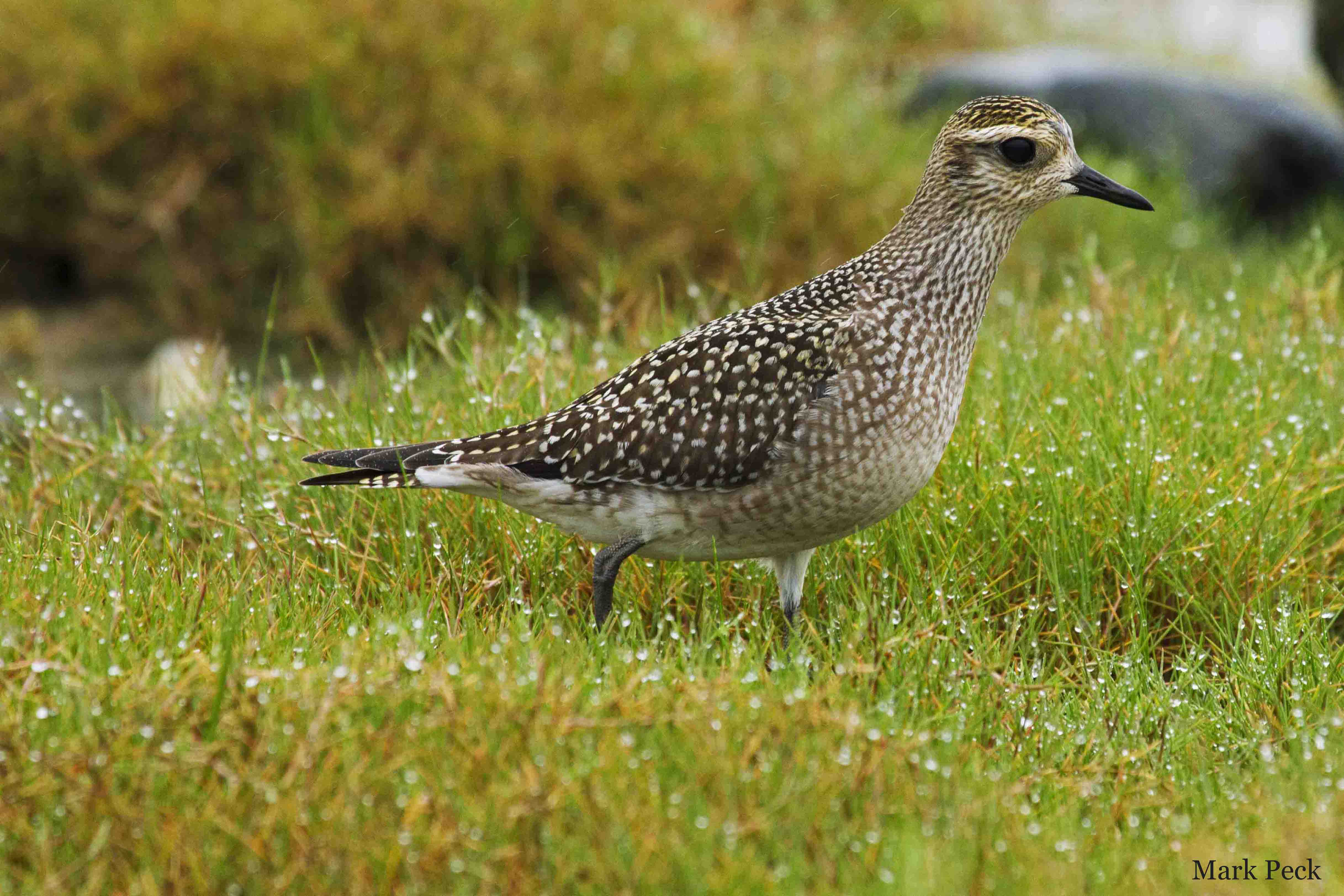 American golden plover. Photo © Mark Peck/Flickr through a creative commons license
