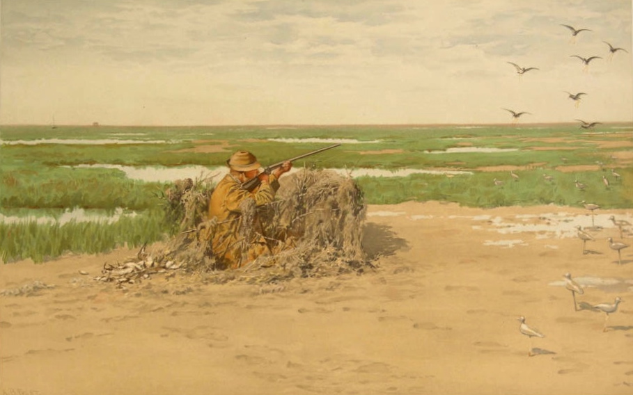 Shooting shorebirds from a blind. Bay Snipe by A.B. Frost from Shooting Pictures by Scribner Sons 1895 in the public domain.