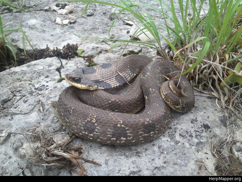 Eastern Hognose Snake (Heterodon platirhinos) from Montgomery, Missouri. HM 34717 by Justin Michels