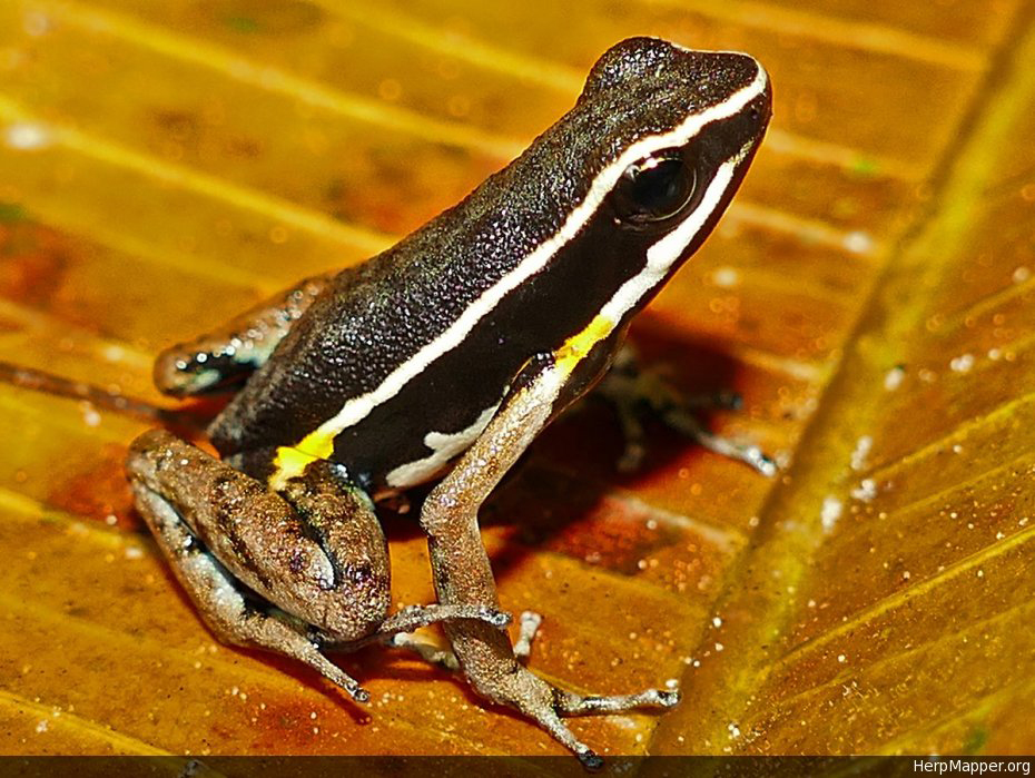 Spot-legged Poison Frog (Ameerega picta) from Peru. HM 78571 by Mike Pingleton