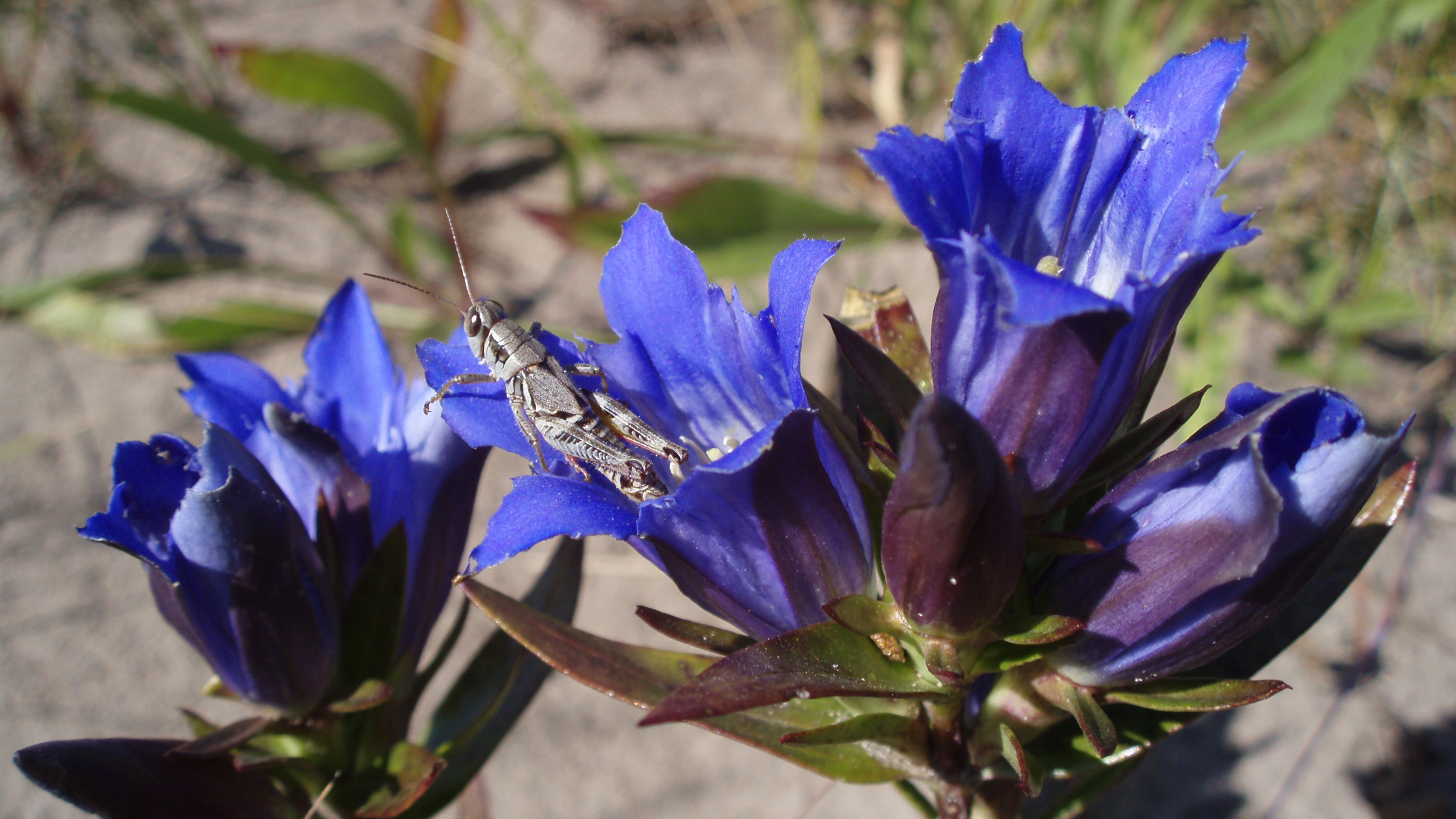 Grasshopper on a downy gentian, another species with limited distribution in the Tallgrass Aspen Parklands. Photo © Jonathan Eerkes
