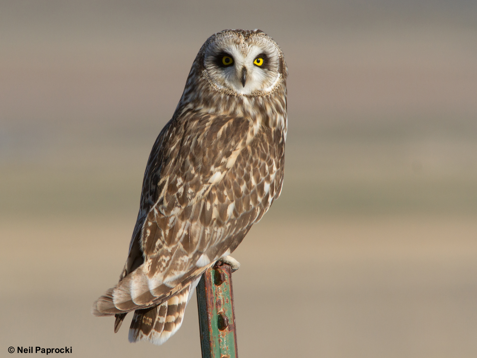 Short-eared owl. Photo © Neil Paprocki