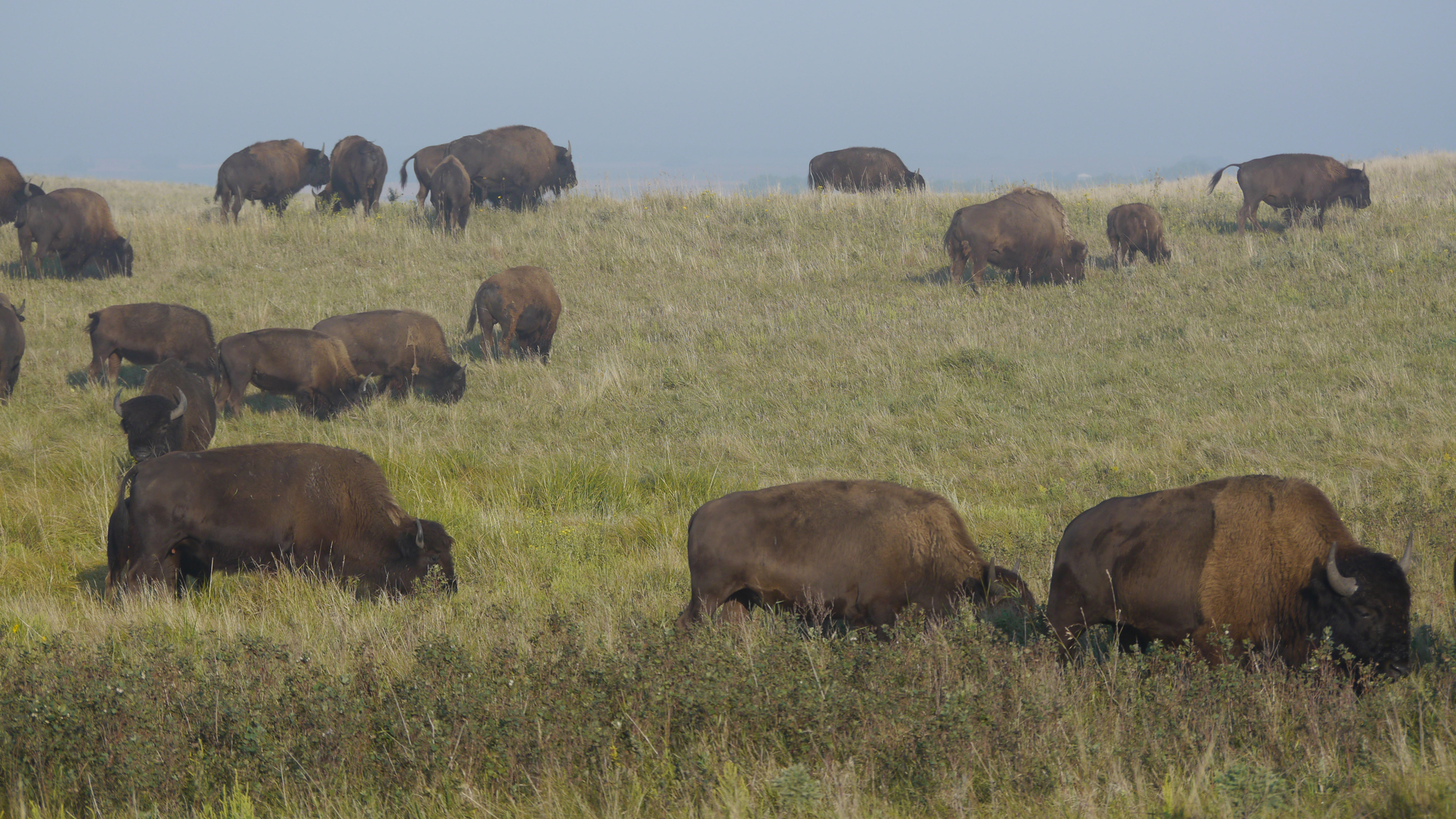 bison-herd-scene